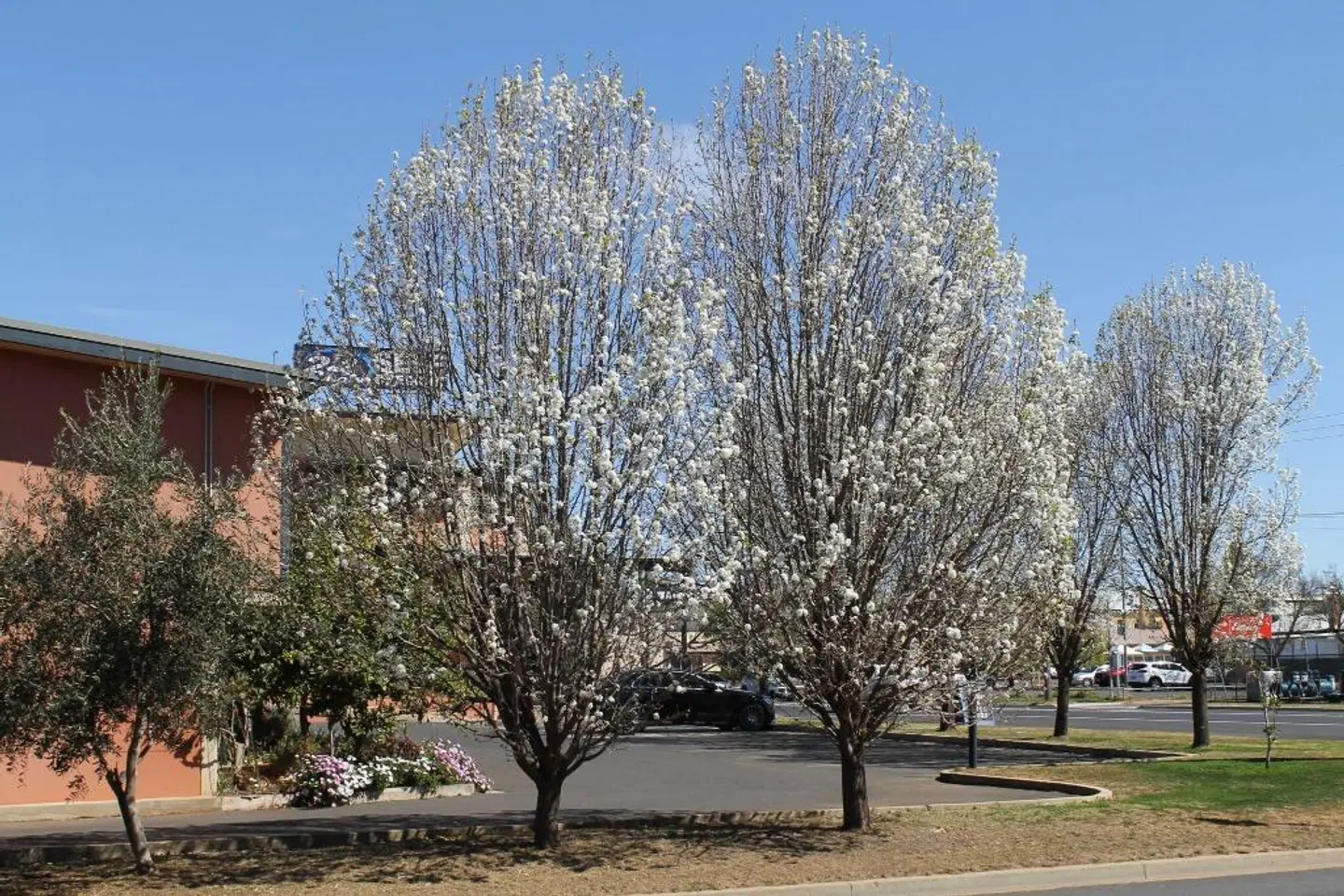 Forbes Victoria Inn LANDSCAPE