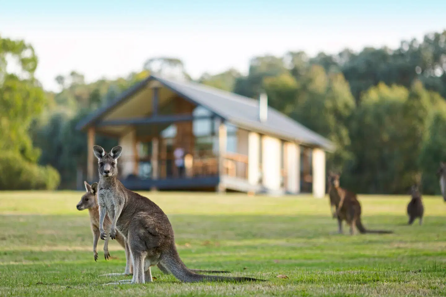 Yering Gorge Cottages Tiere