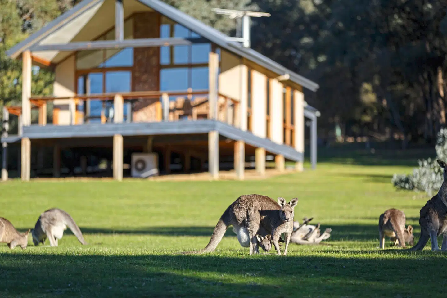 Yering Gorge Cottages Tiere