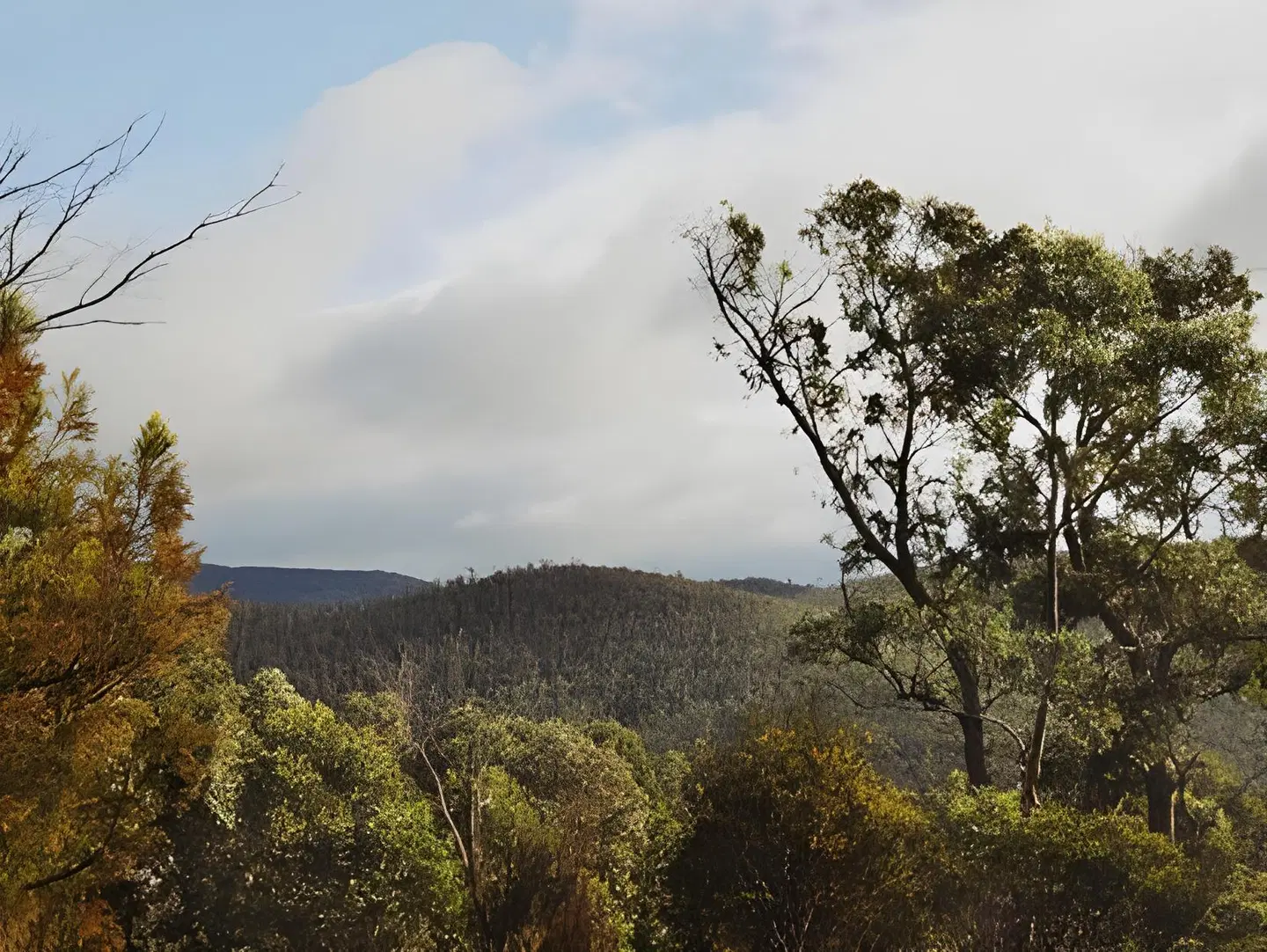 Oyster Cove Chalet LANDSCAPE