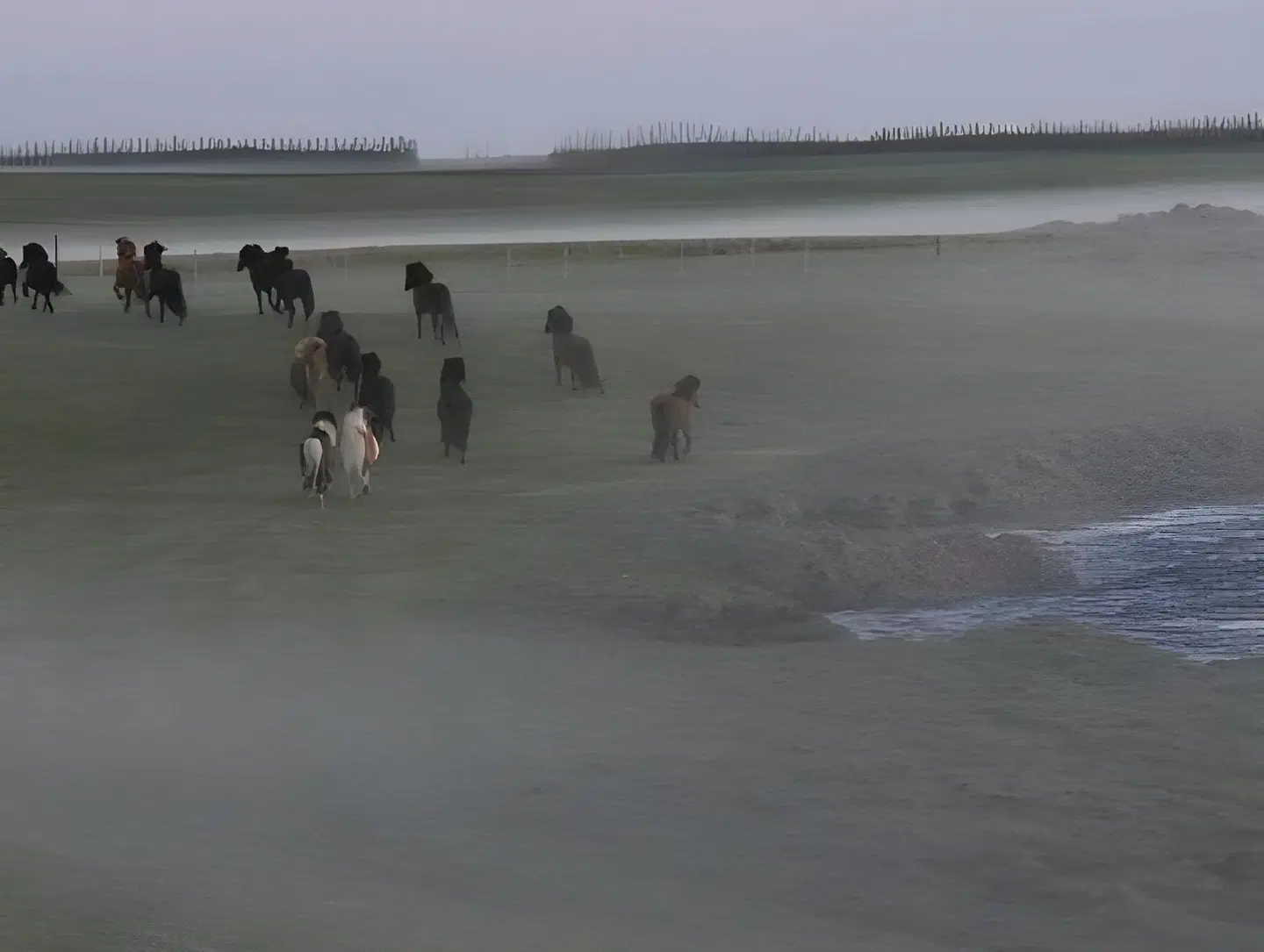 Hótel Lækur Tiere