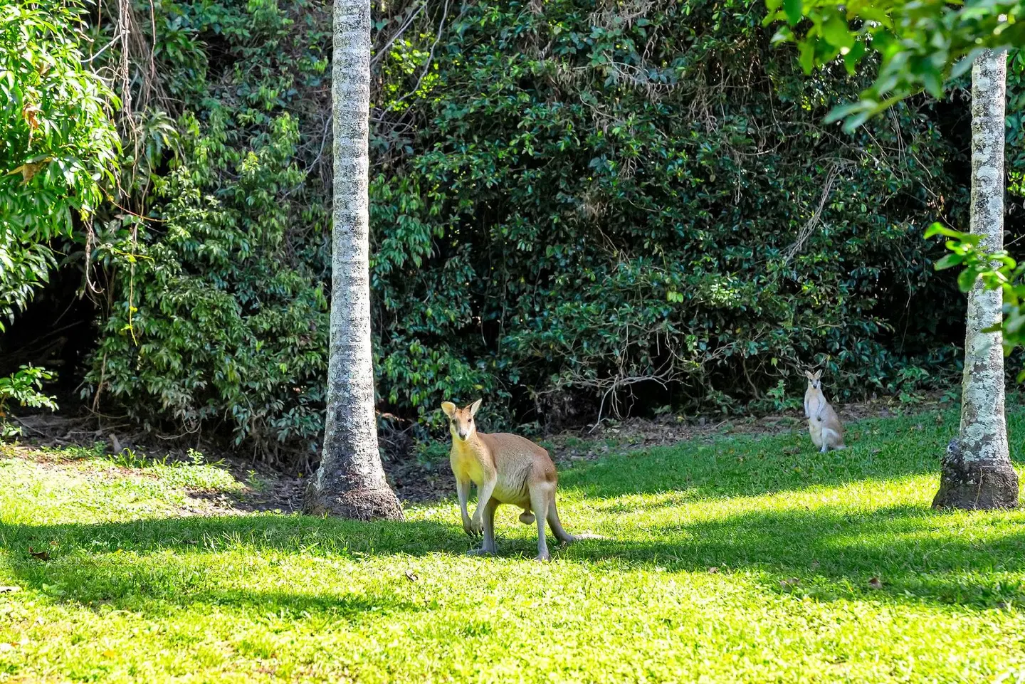 Argosy On The Beach Tiere
