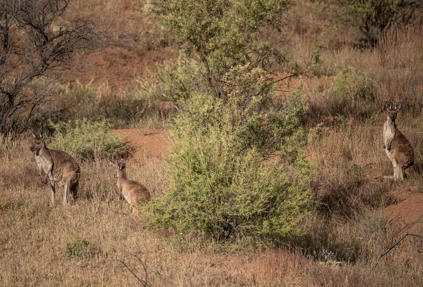Arkaba Homestead Tiere