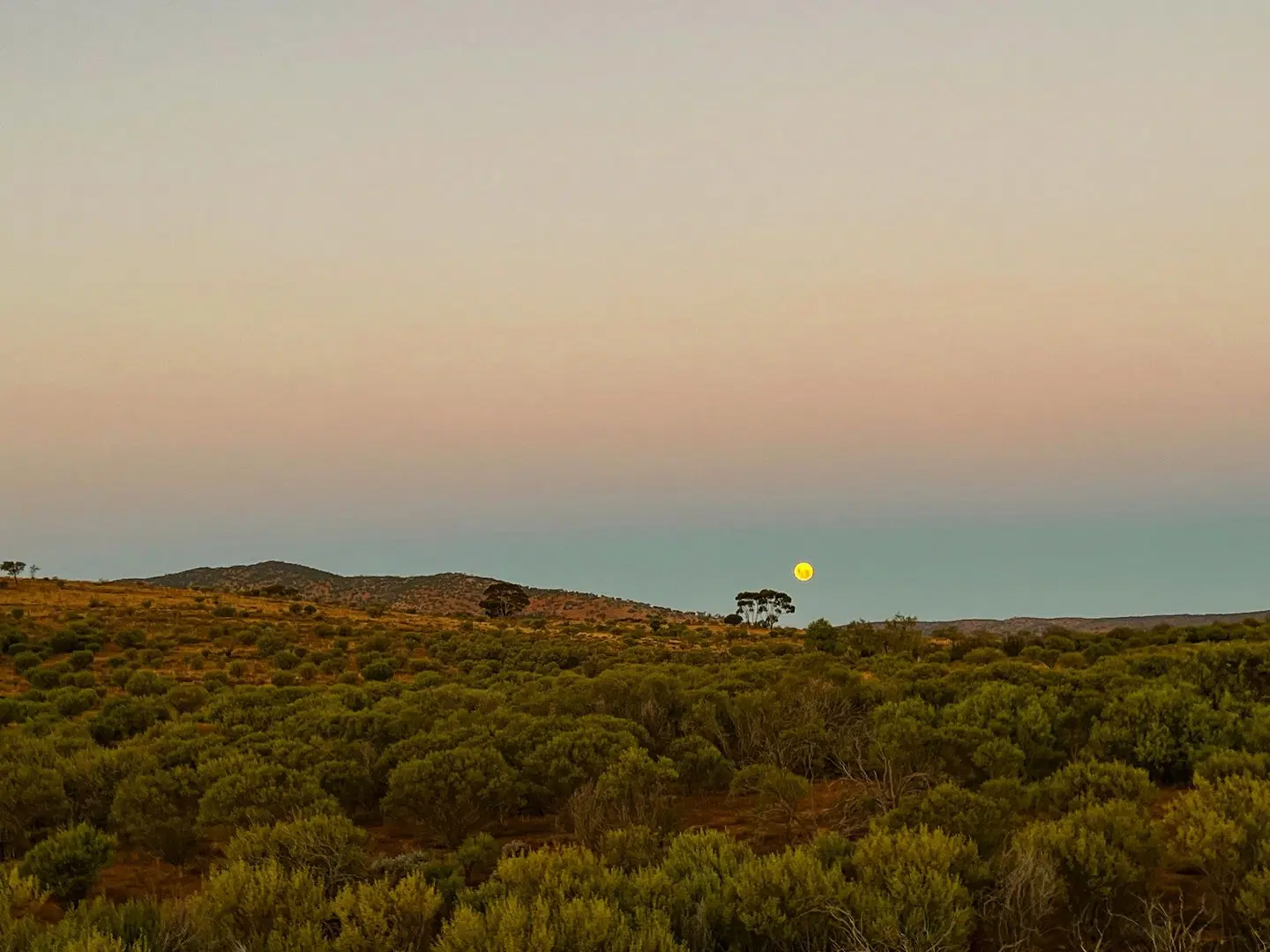 Arkaba Homestead LANDSCAPE