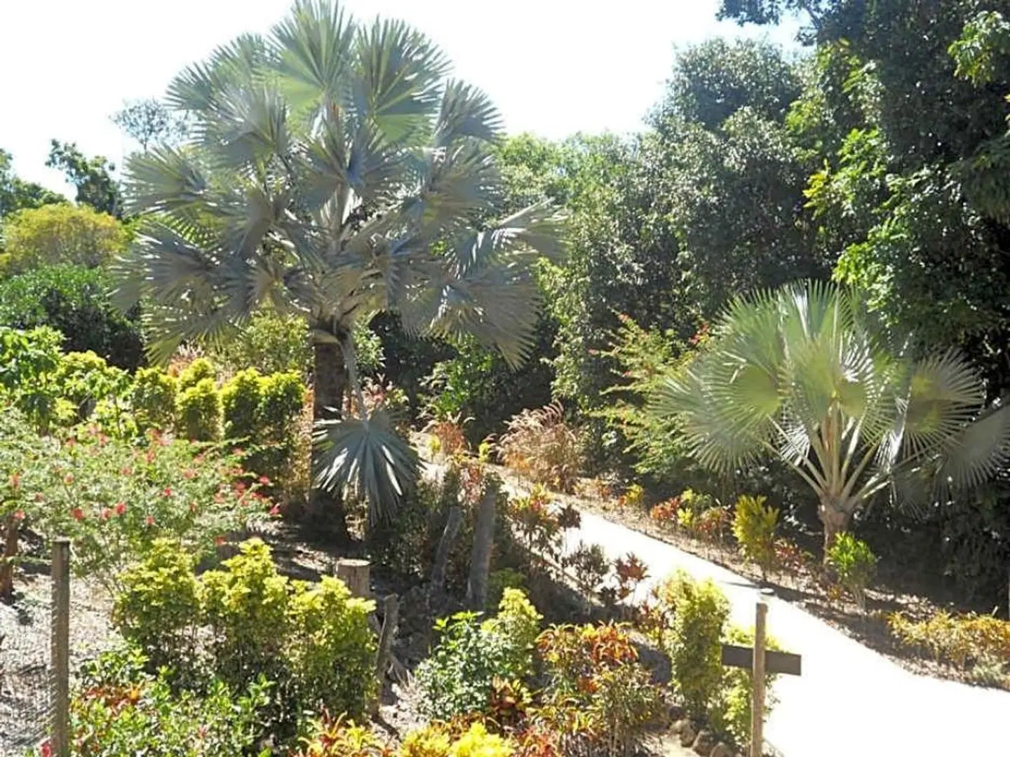 Licuala Lodge Garten