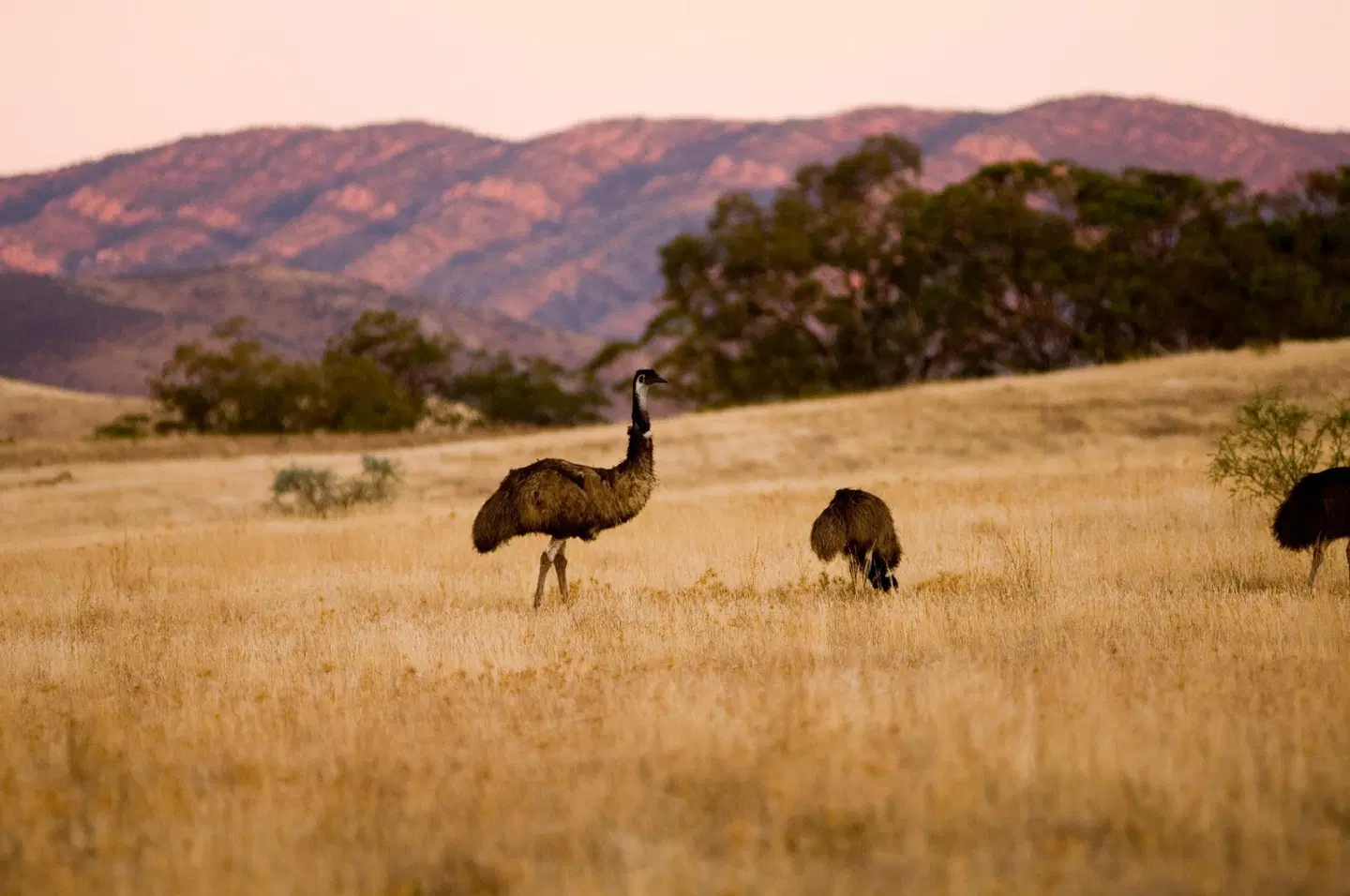 Arkaba Homestead Tiere