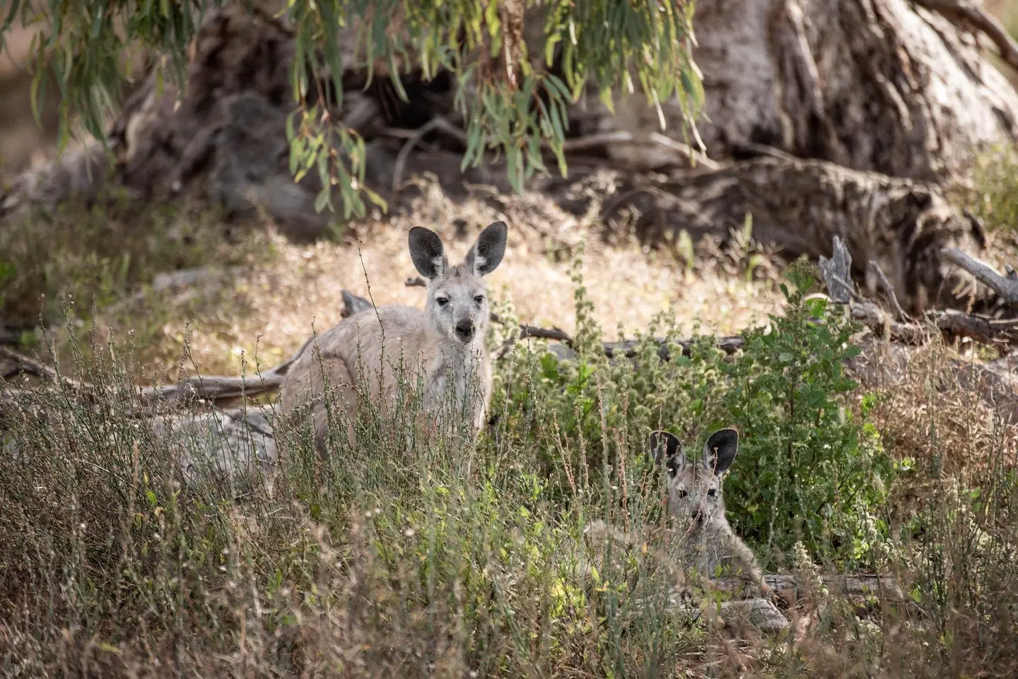 Arkaba Homestead Tiere