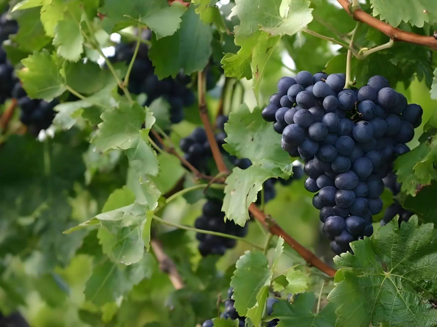 Valley Farm Vineyard Cottages Tiere