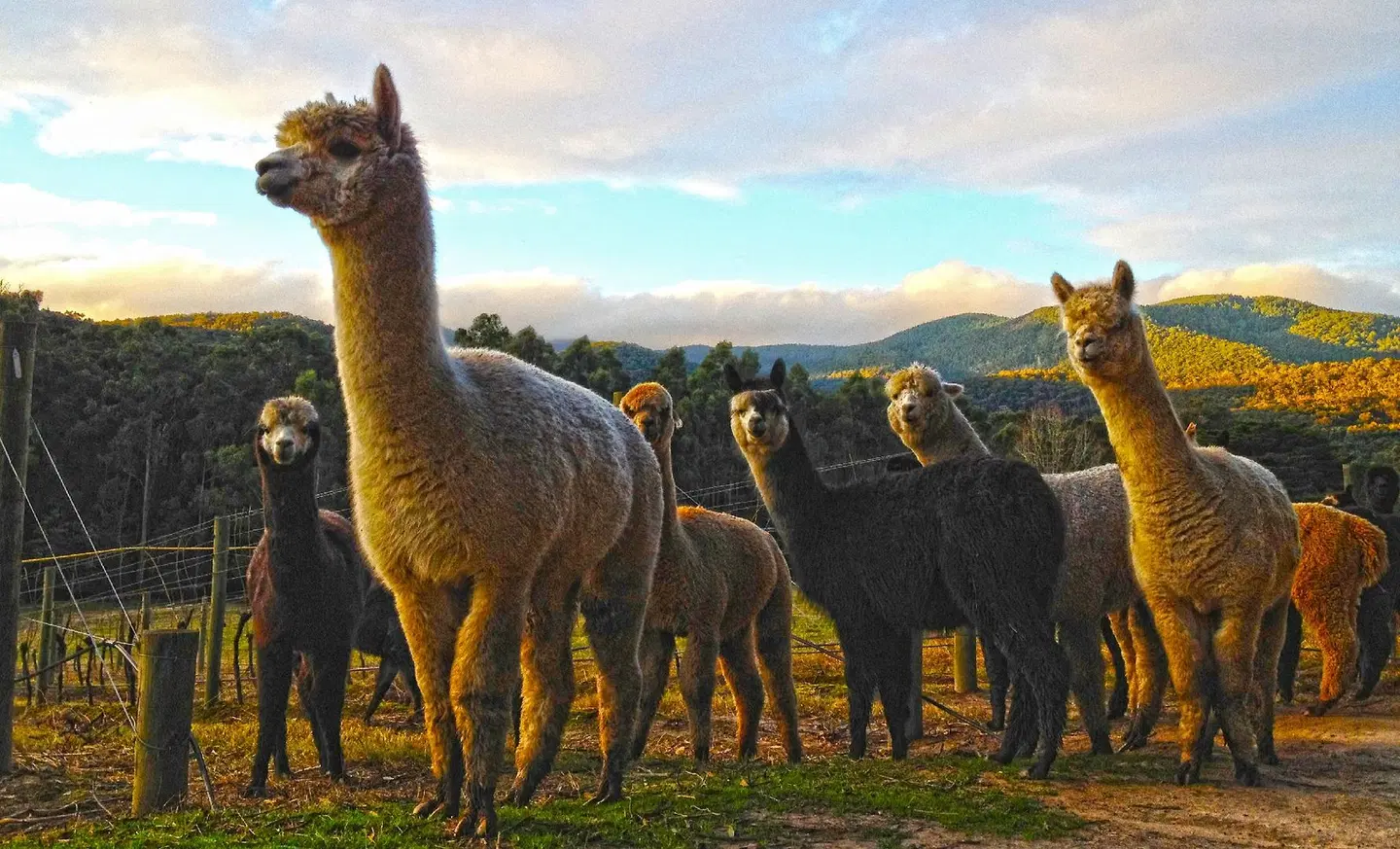 Valley Farm Vineyard Cottages Tiere