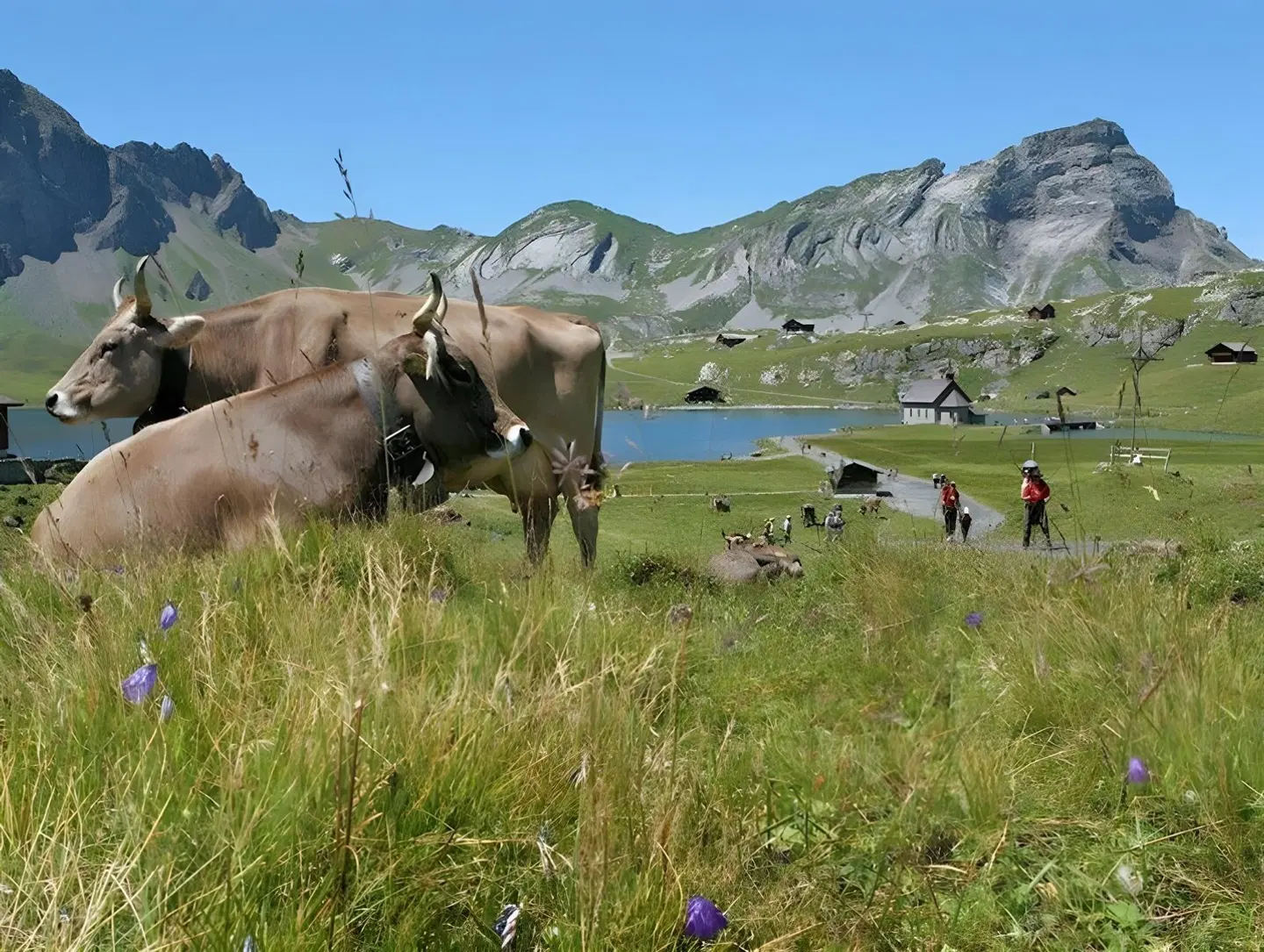 Berggasthaus Tannalp Tiere