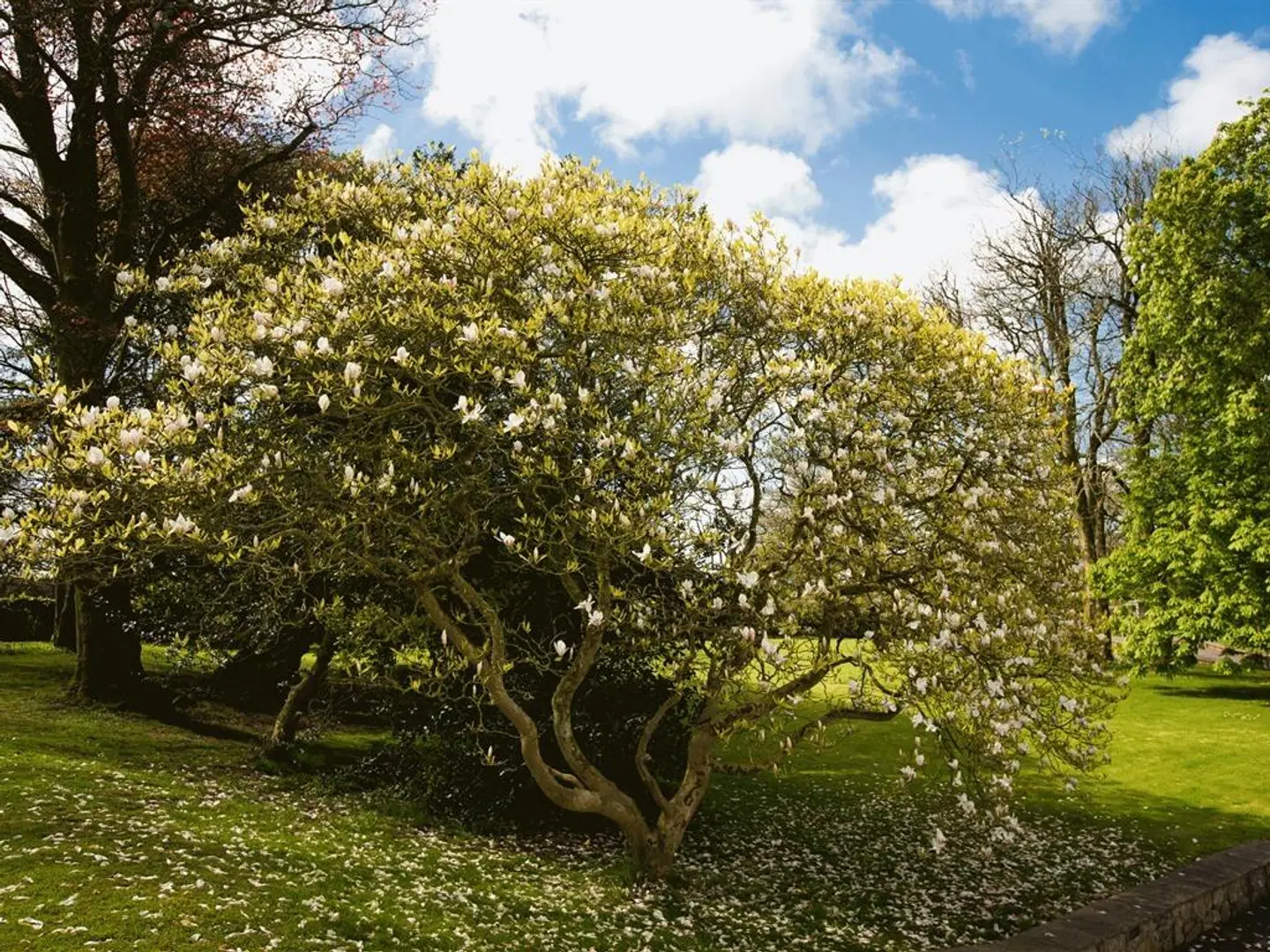 Portclew House Garten