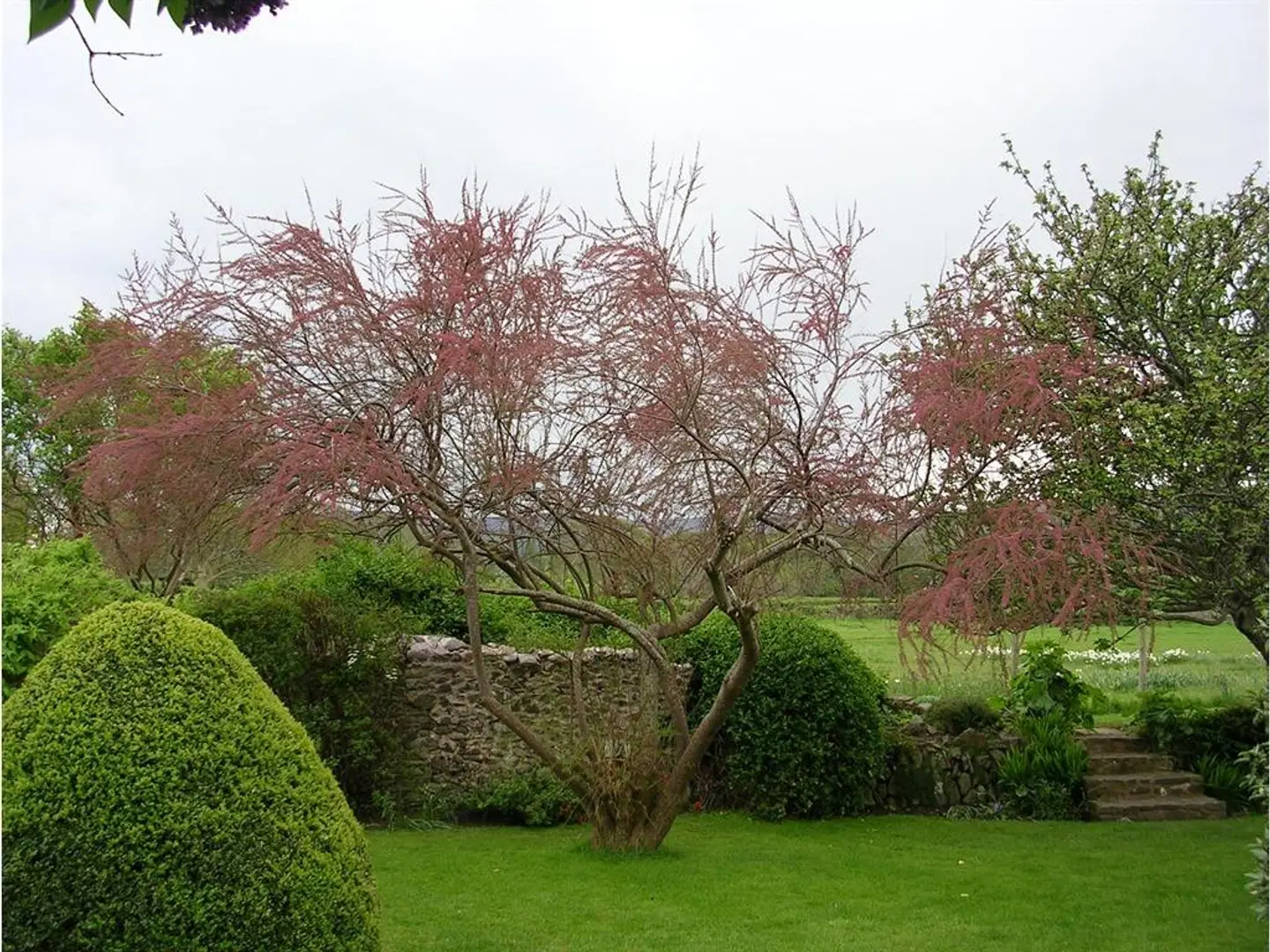 Tudor Cottage Garten