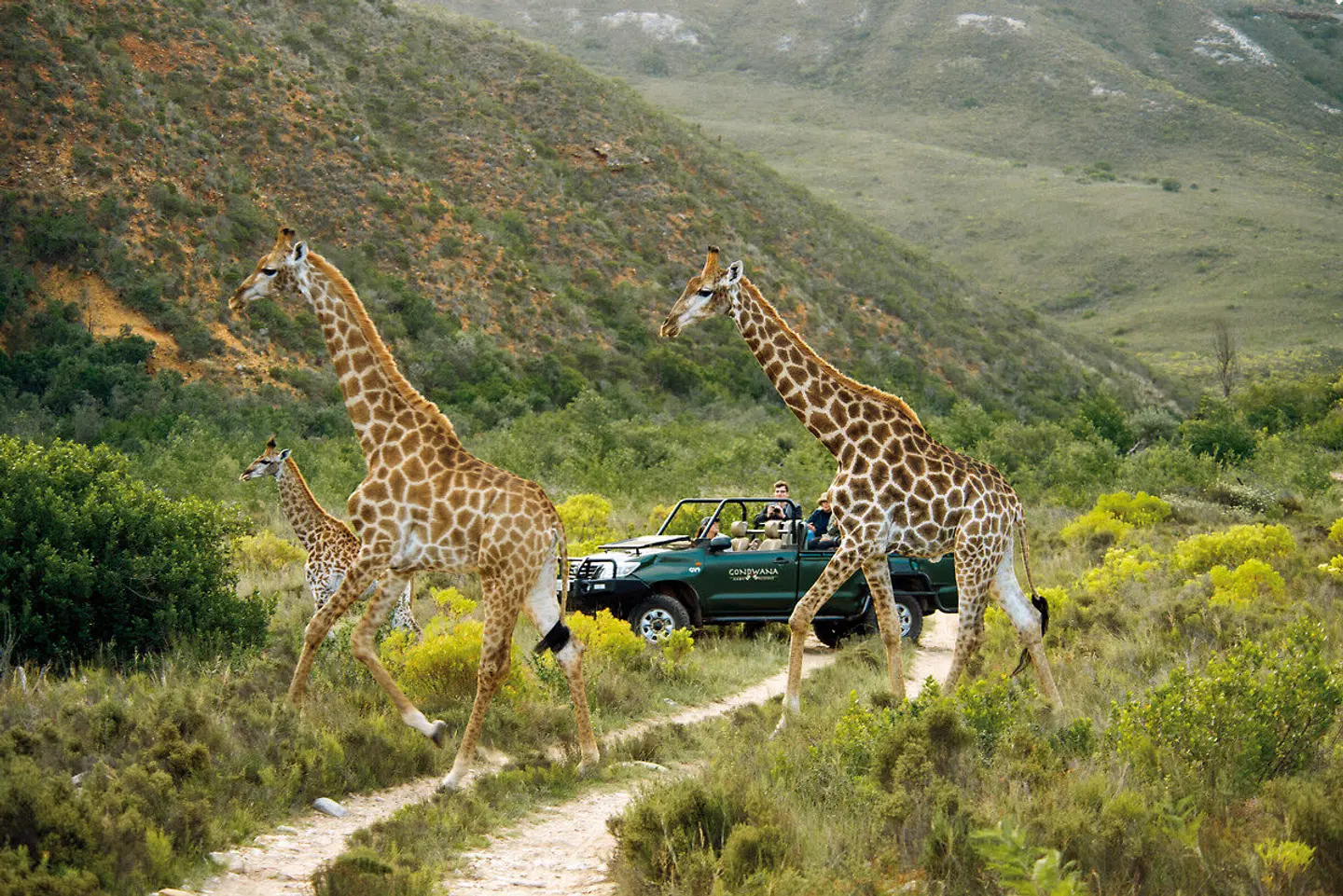 Gondwana Ulubisi House Tiere