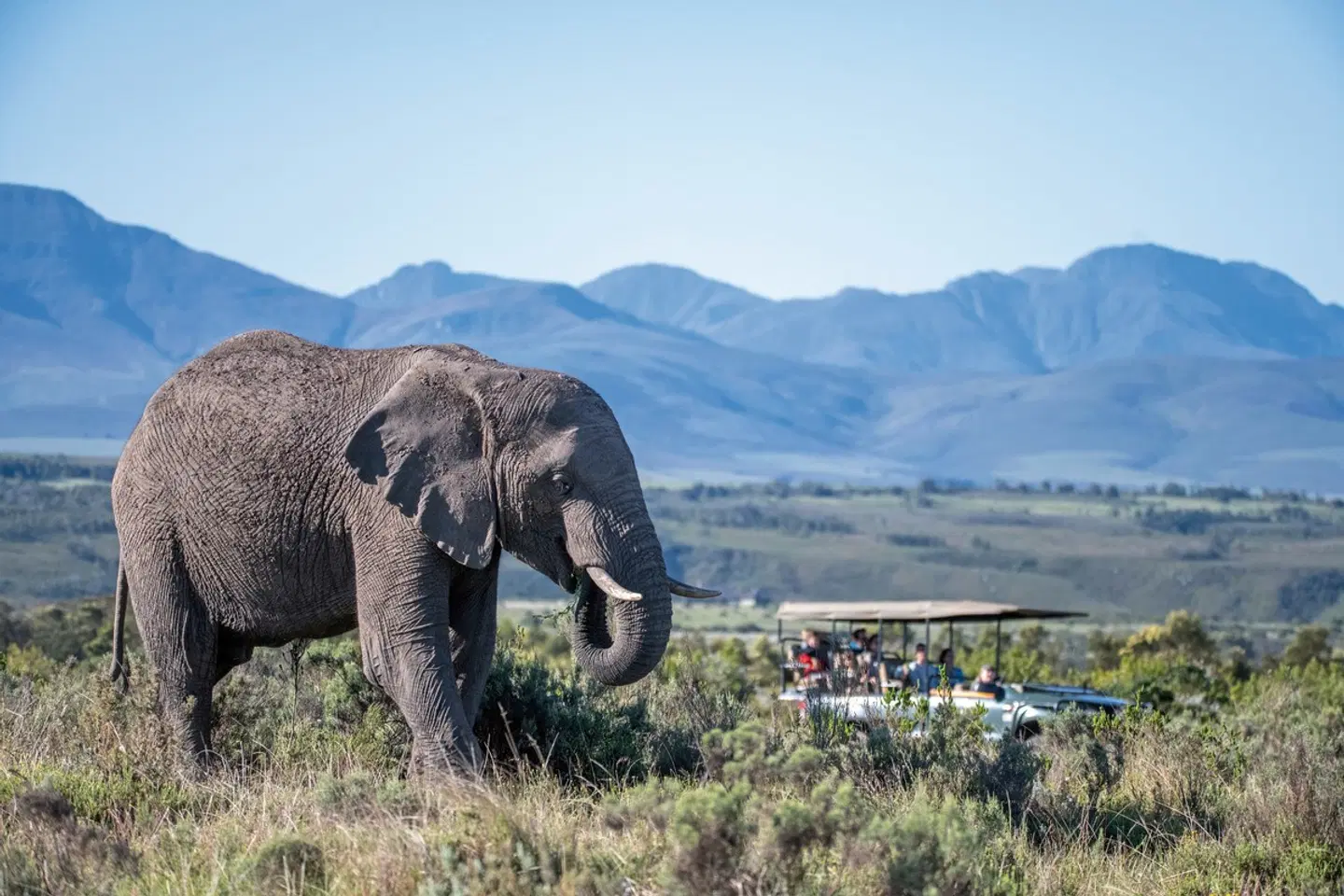 Gondwana Ulubisi House Tiere