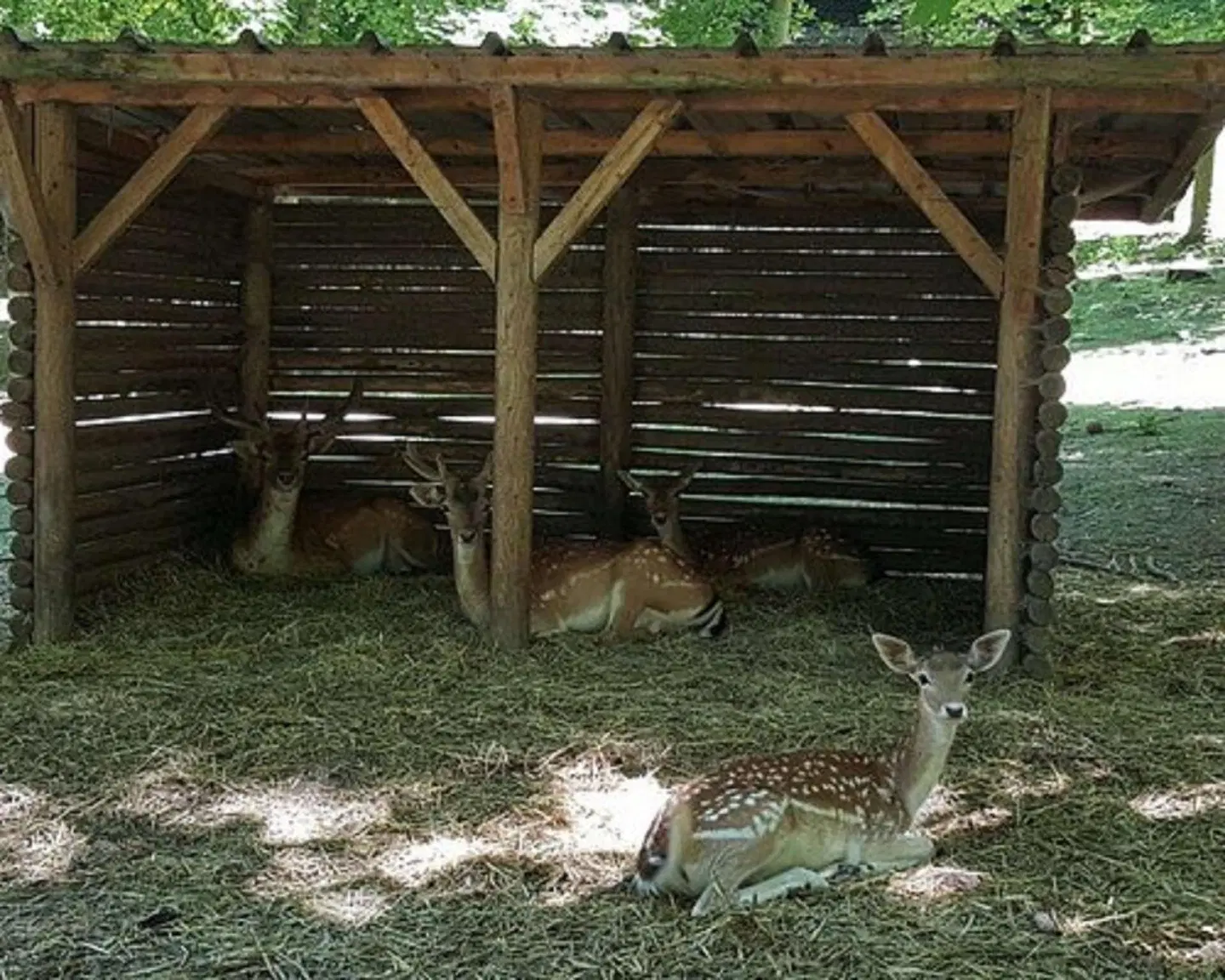 Kyriad Crepy En Valois Tiere