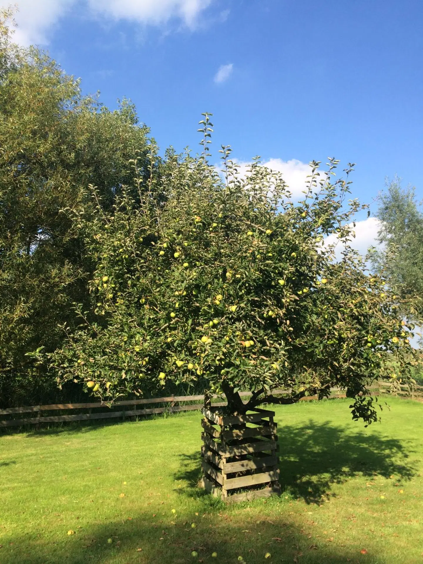 The Black Sheep Hostel Garten