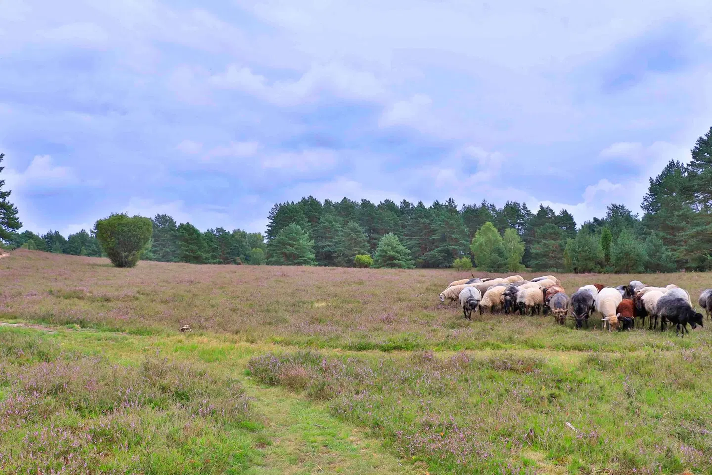 Plaza INN Heidehof Tiere
