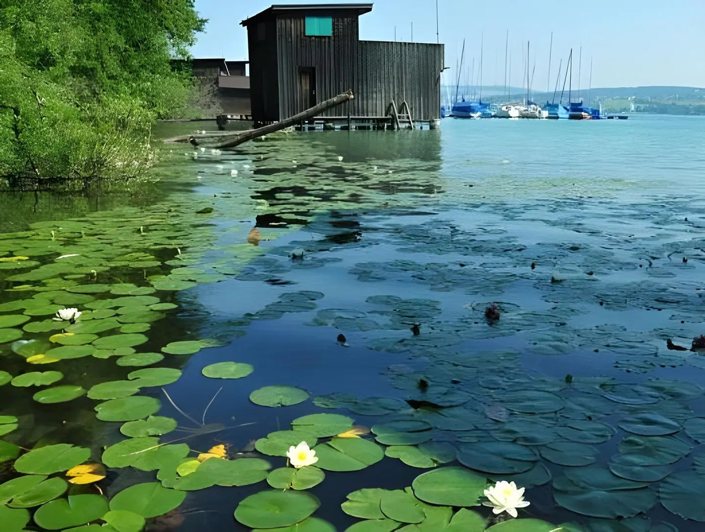 Seehotel Hallwill LANDSCAPE