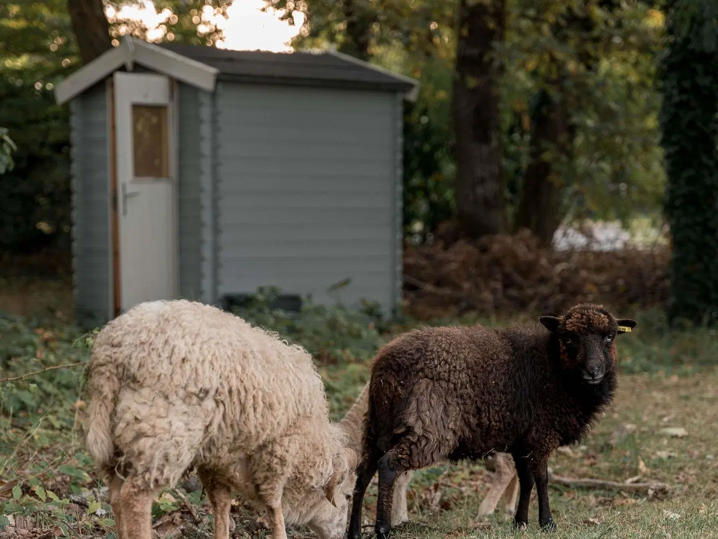 Novotel Orléans Chemins Sologne-Demeures Campagne Tiere