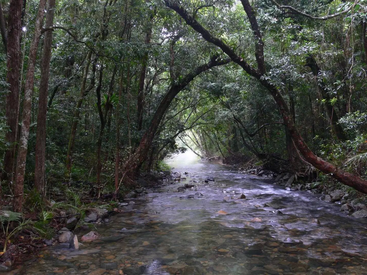Heritage Lodge In The Daintree LANDSCAPE