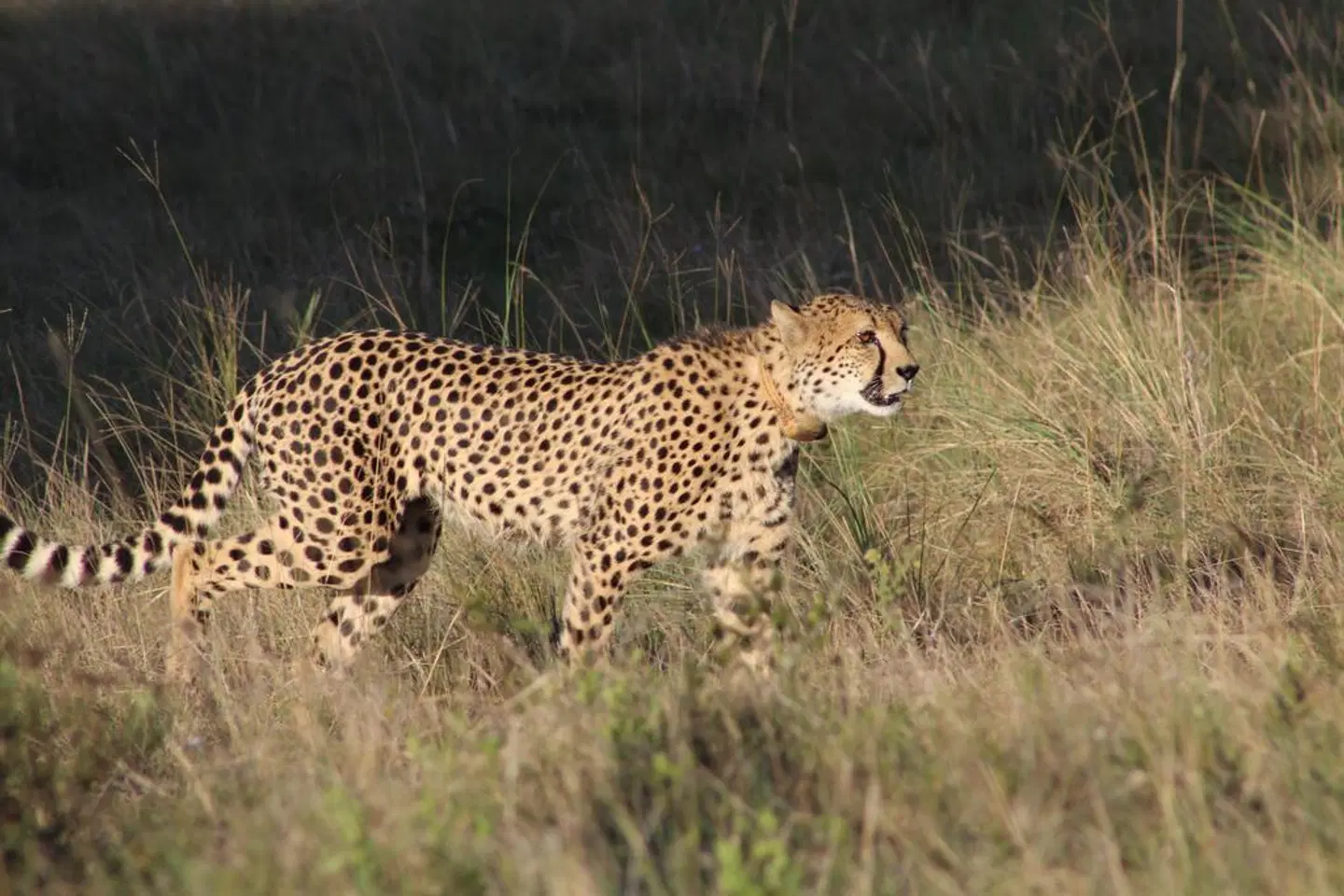 Amakhala Bush Lodge Tiere