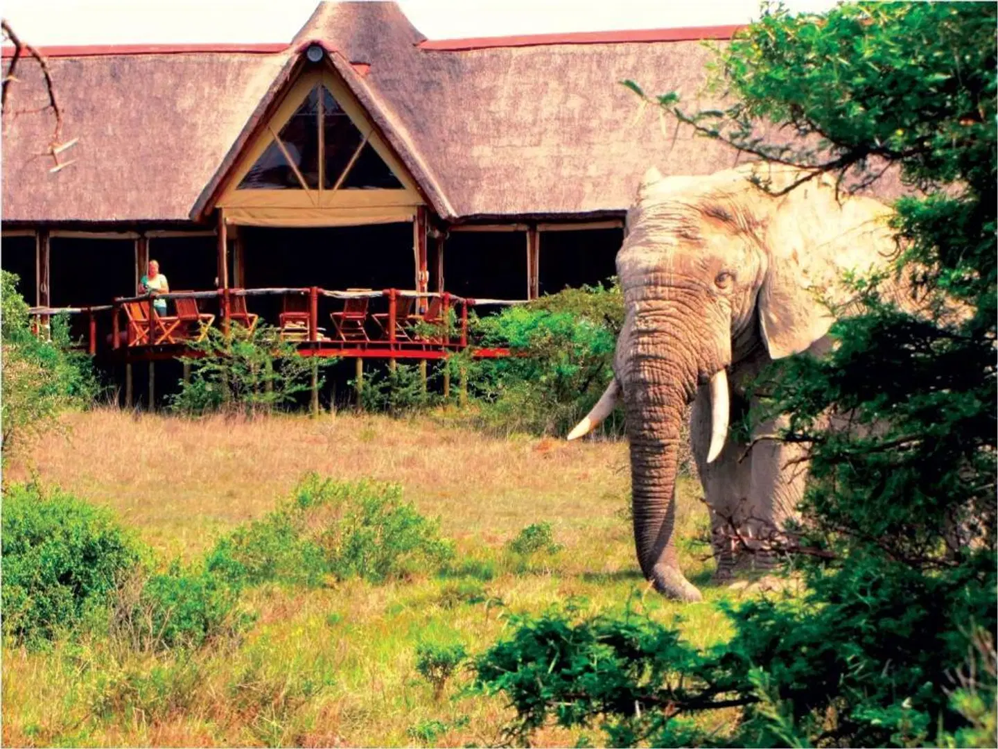 Amakhala Bush Lodge Tiere