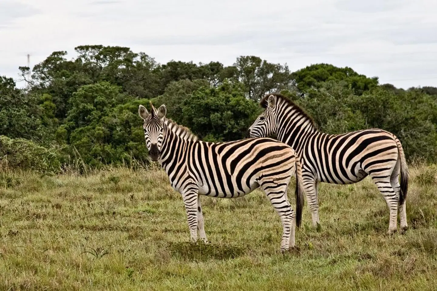 Amakhala Bush Lodge Tiere