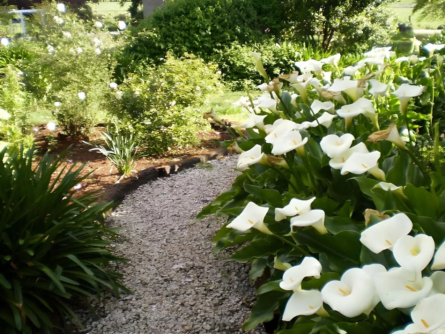 Willowlodge Garten