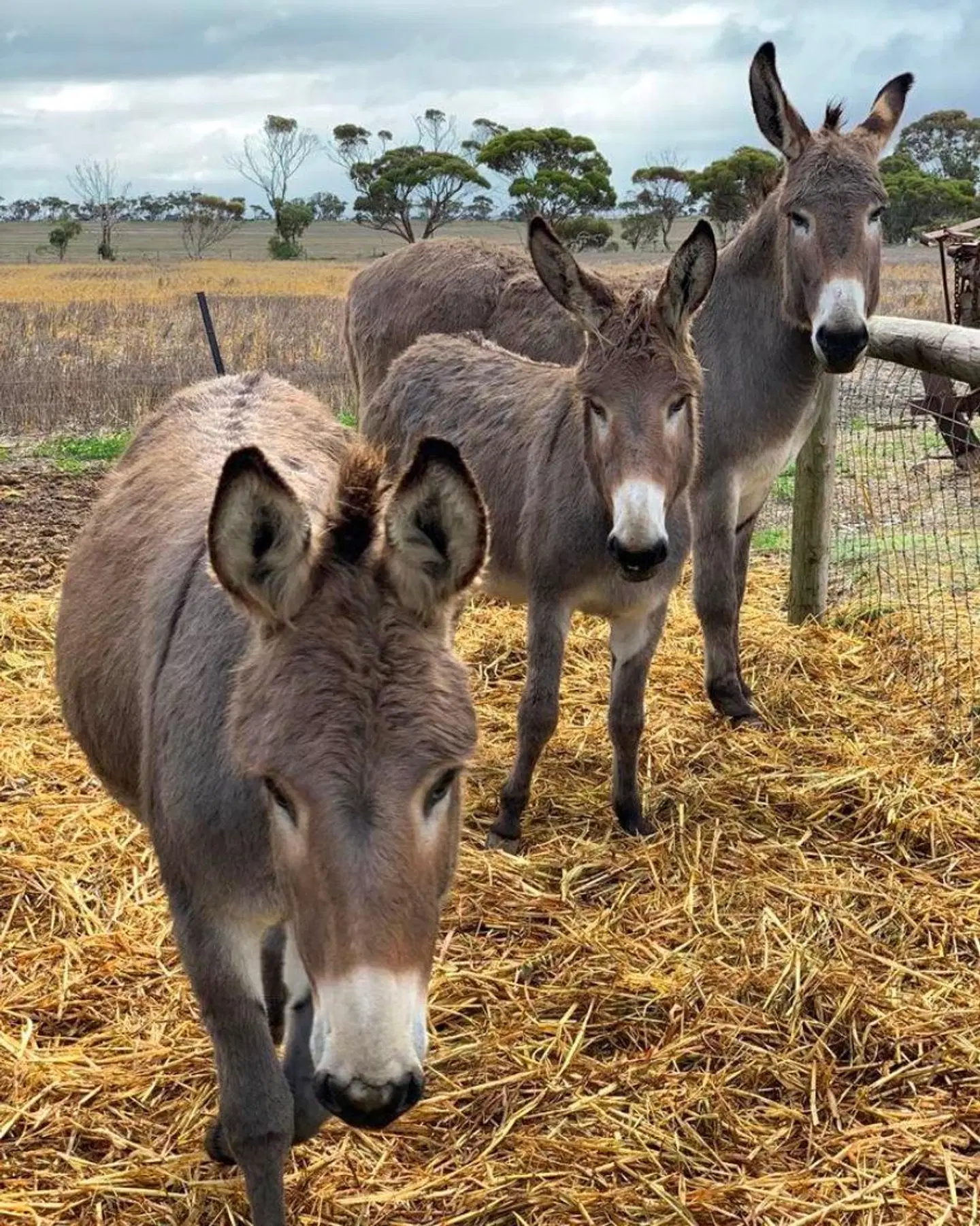 Redwing Farm Stay Tiere