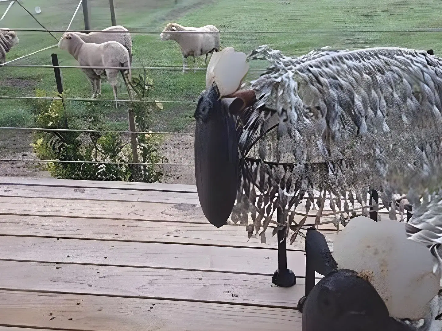 Redwing Farm Stay Tiere