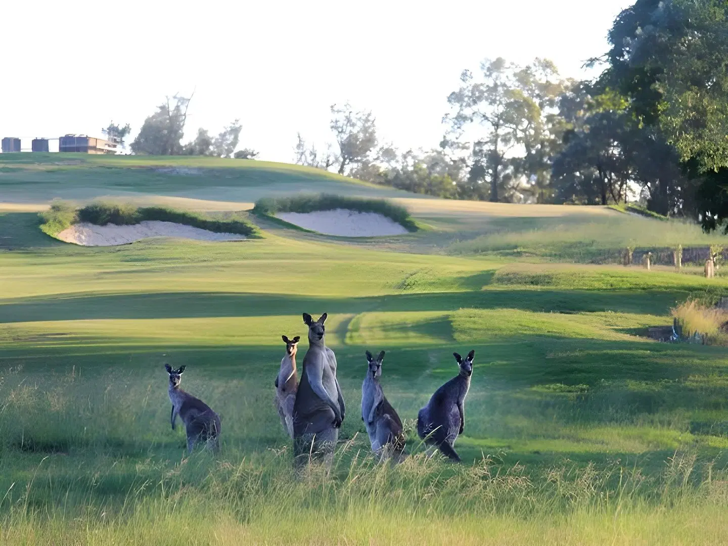 Riverside Oaks Golf Resort Tiere