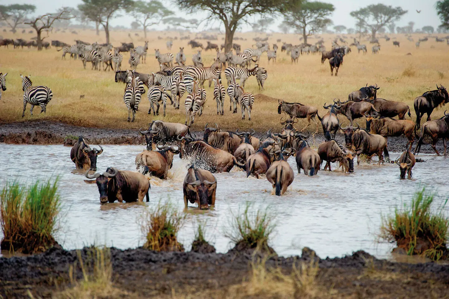 Singita Mara River Tented Camp Tiere