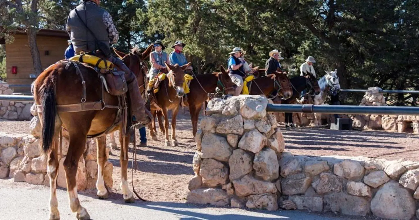 El Tovar Hotel Tiere