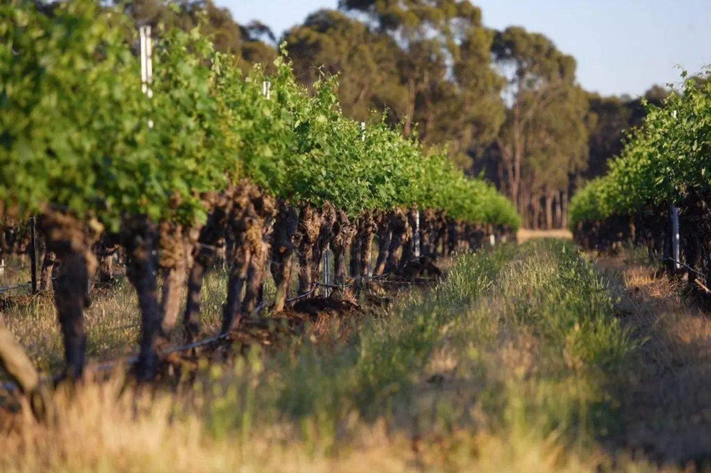 Balgownie Estate Winery - Bendigo House LANDSCAPE
