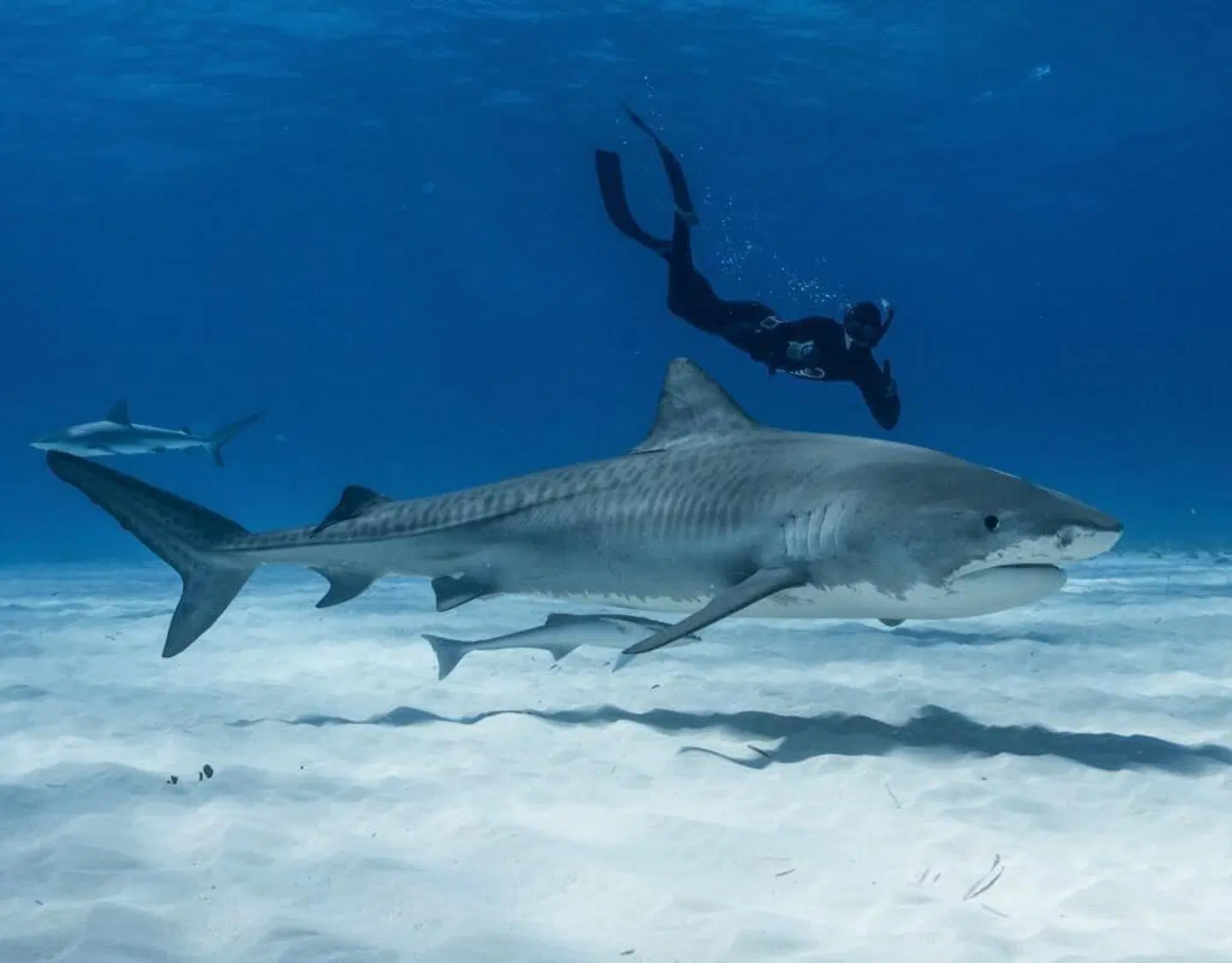 Dolphin Cove Tiere