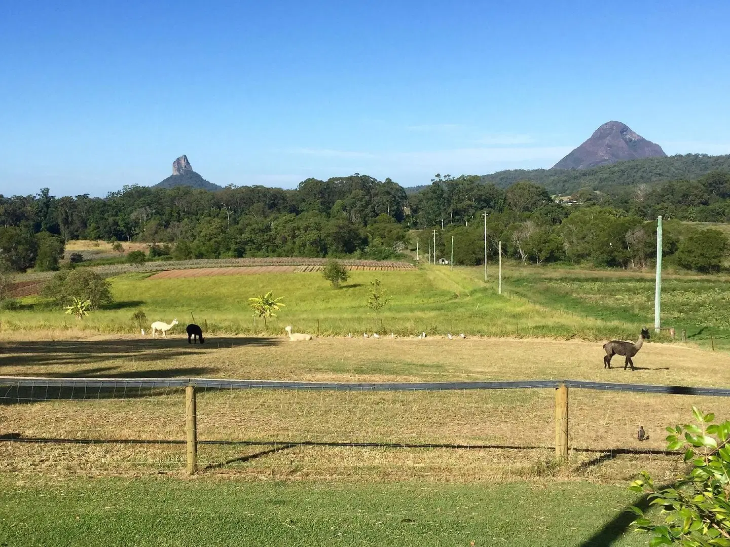Blackwattle Farm LANDSCAPE