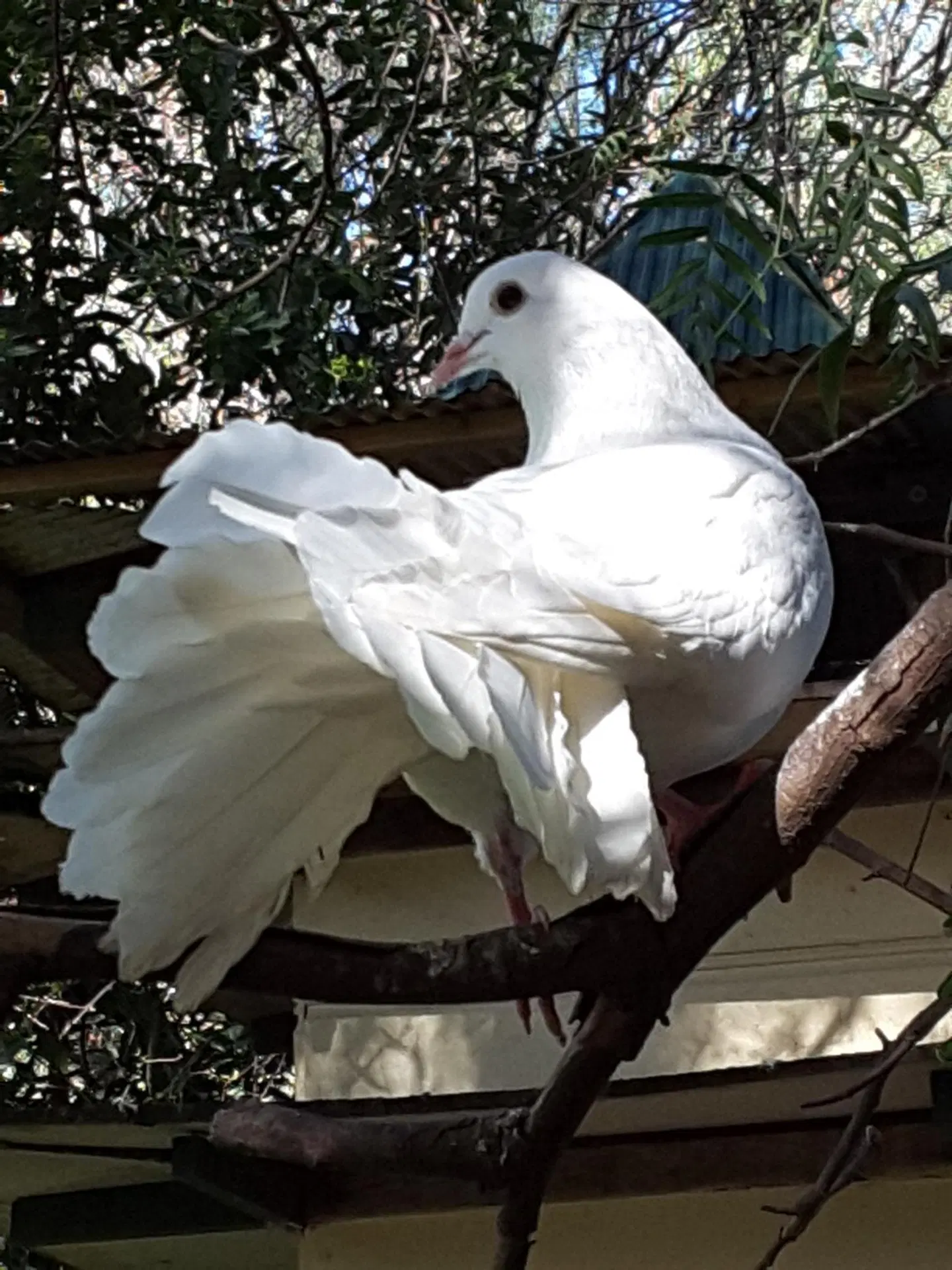 The Dove Cote Tiere