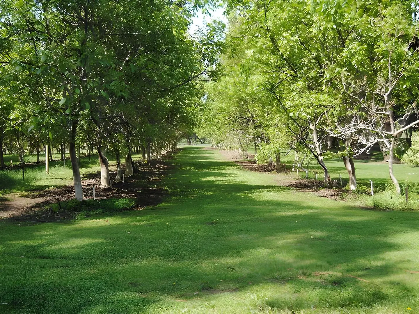 Clarendon Chalets Garten