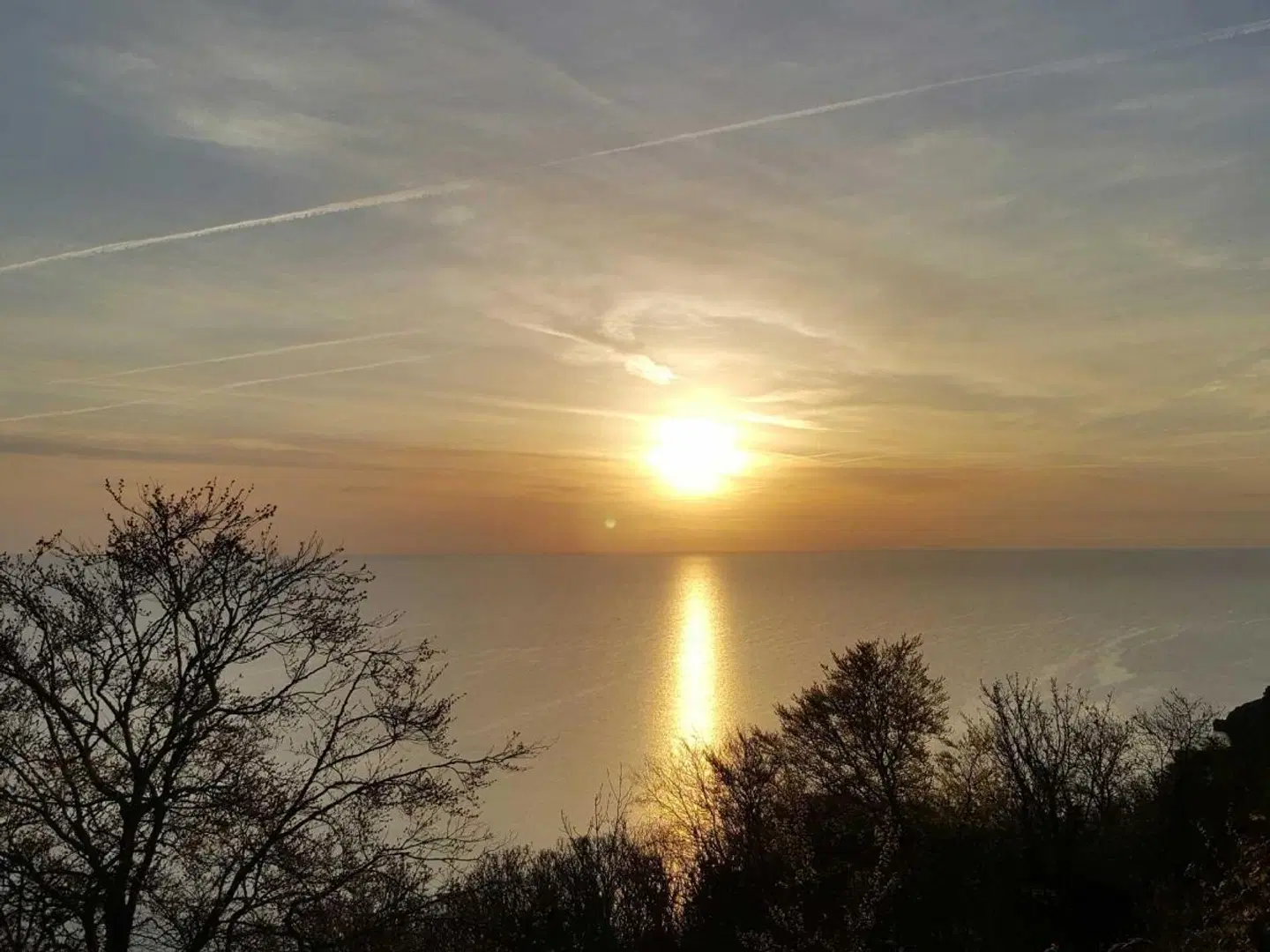 Babbacombe Palms LANDSCAPE