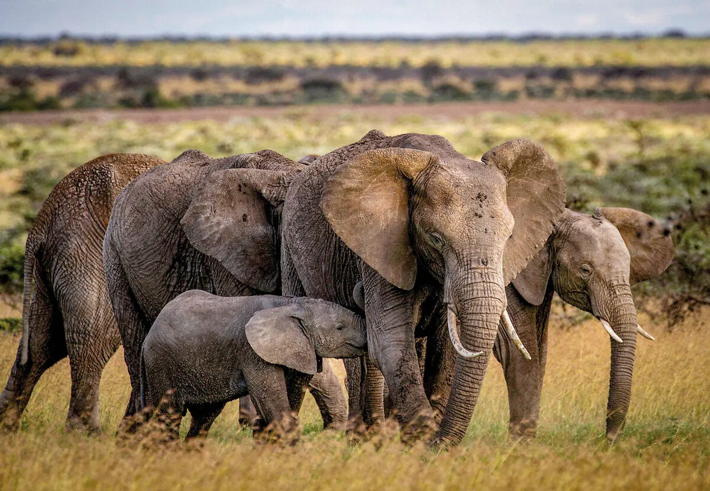 Segera Retreat Tiere
