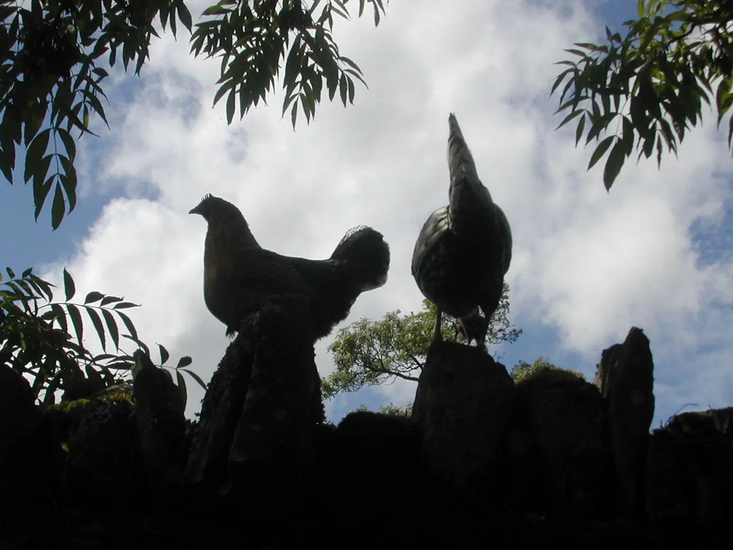 Alltybrain Farm Cottages and B&B Tiere