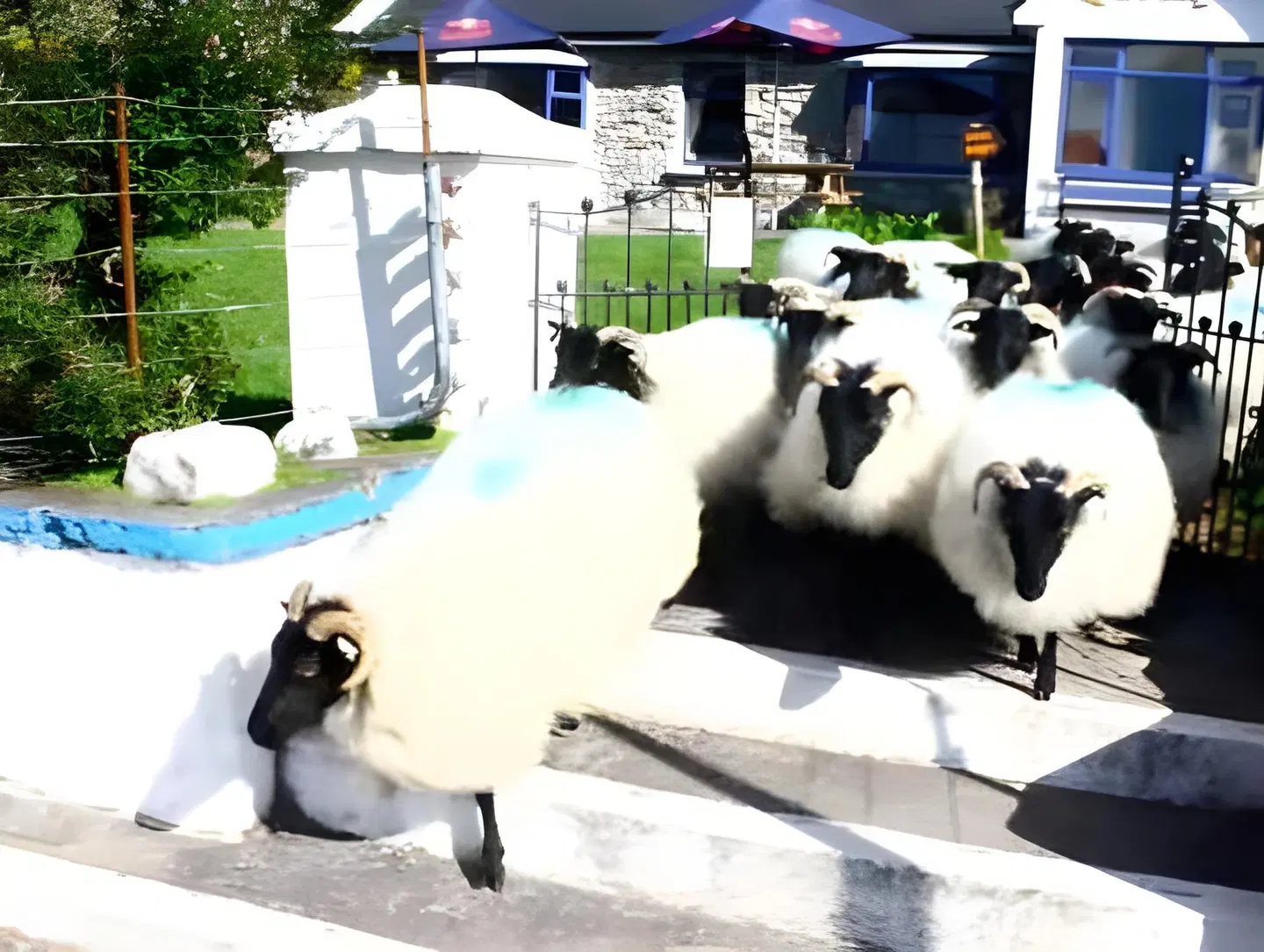 Pure Magic Lodge Tiere