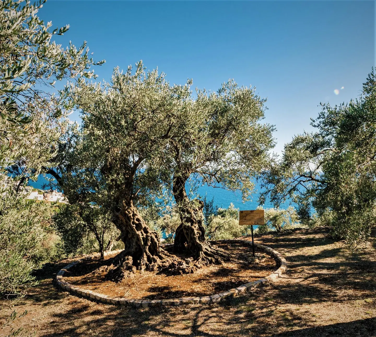 Holiday Park Olive Tree LANDSCAPE