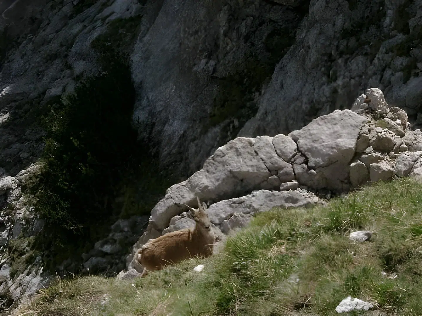 Albergo Genzianella Tiere