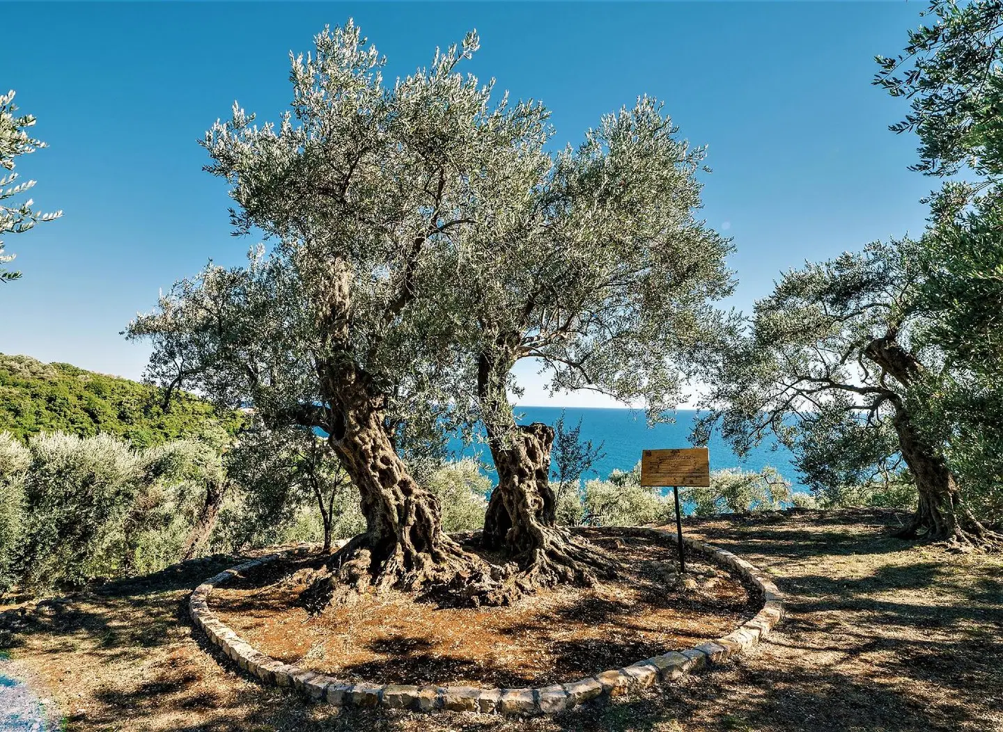 Holiday Park Olive Tree LANDSCAPE