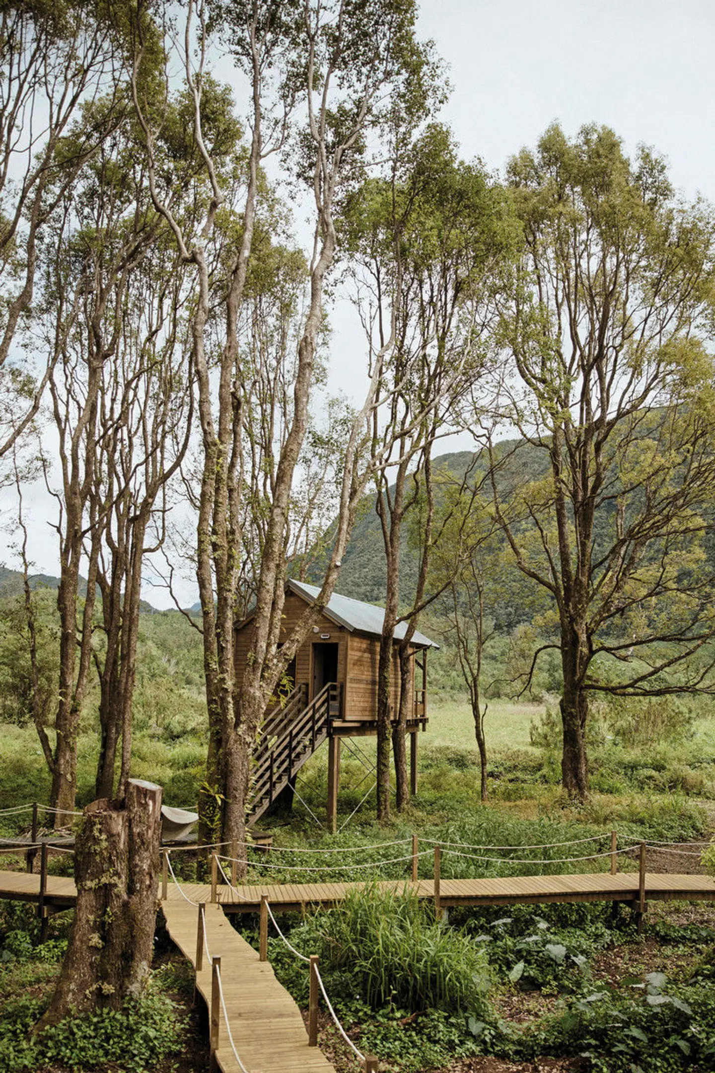 Kanopéa Forest Lodge LANDSCAPE