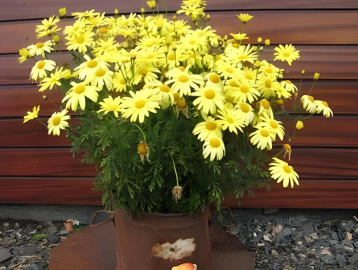 Dilksnes Guesthouse Garten