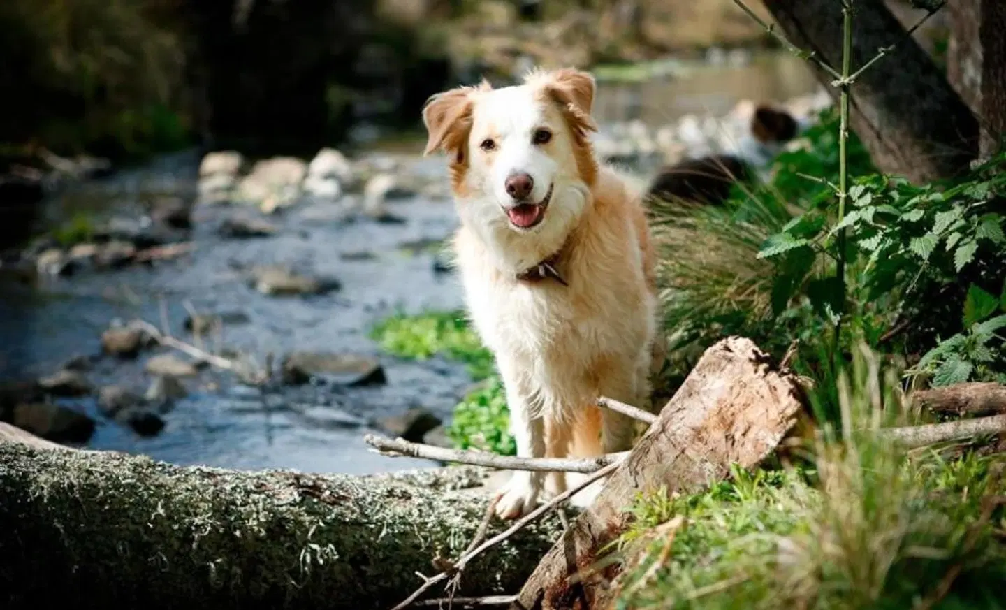 Riverwood Downs Of Barrington Tops Tiere
