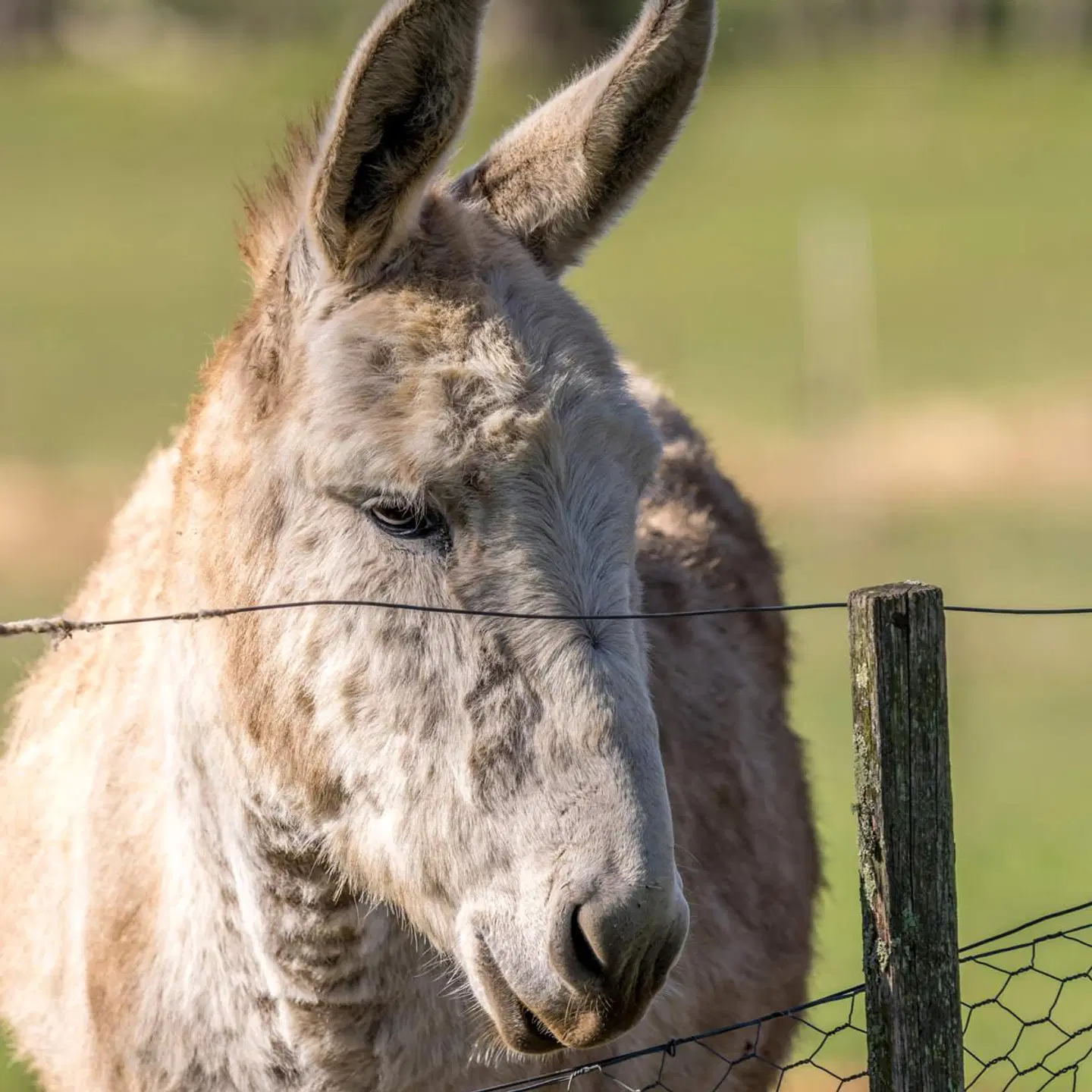 Brickendon Tiere