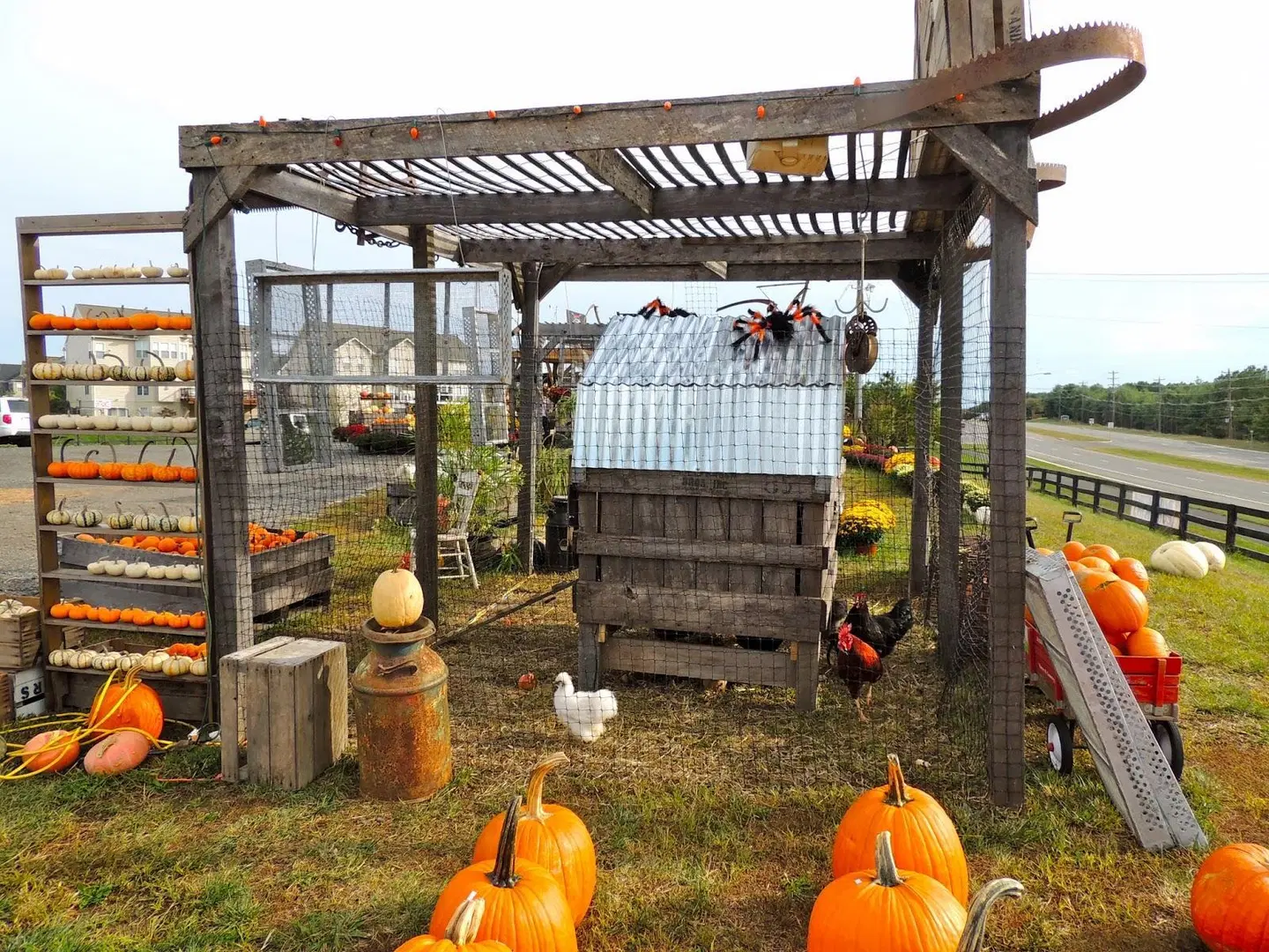Burnside Organic Farm Tiere